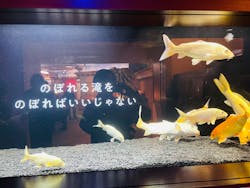 横浜開運水族館 フォーチュンアクアリウムに投稿された画像（2024/4/7）