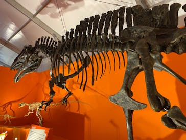 オダイバ恐竜博覧会2024 -福井から“ヤツラ”が新幹線でやってくる！-に投稿された画像（2024/4/7）