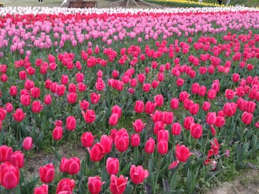 万博記念公園に投稿された画像（2024/4/7）