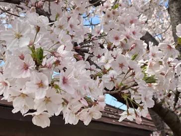 ひらかたパークに投稿された画像（2024/4/7）