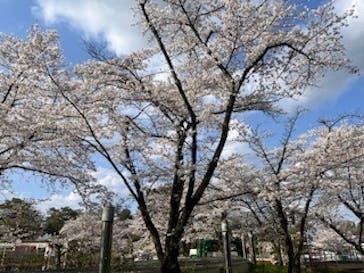 西武園ゆうえんちに投稿された画像（2024/4/7）