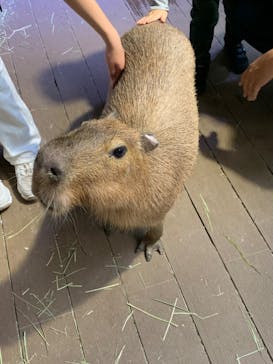 カワスイ 川崎⽔族館に投稿された画像（2024/4/7）