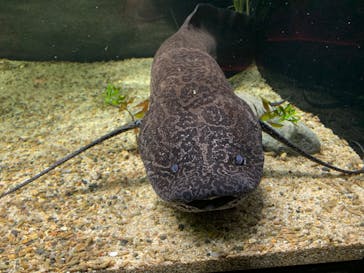 カワスイ 川崎⽔族館に投稿された画像（2024/4/7）