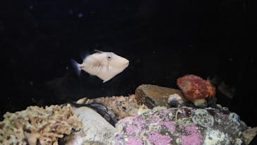 新江ノ島水族館に投稿された画像（2024/4/7）