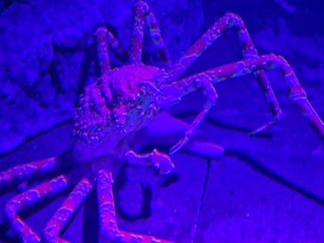 新江ノ島水族館に投稿された画像（2024/4/7）