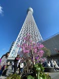 東京スカイツリーに投稿された画像（2024/4/7）