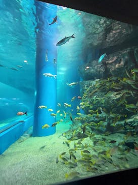 マクセル アクアパーク品川に投稿された画像（2024/4/7）