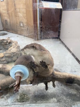 横浜・八景島シーパラダイスに投稿された画像（2024/4/7）