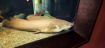 カワスイ 川崎⽔族館に投稿された画像（2024/4/7）