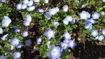 浜名湖花博2024に投稿された画像（2024/4/7）