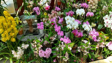 浜名湖花博2024に投稿された画像（2024/4/7）