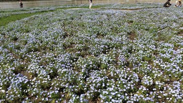 浜名湖花博2024に投稿された画像（2024/4/7）