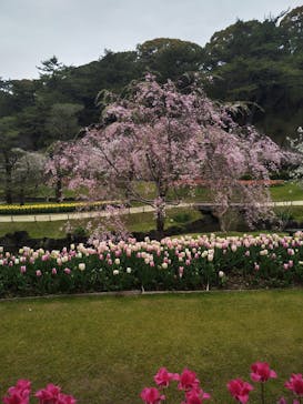 浜名湖花博2024に投稿された画像（2024/4/7）