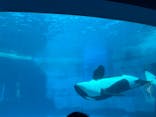 名古屋港水族館に投稿された画像（2024/4/8）