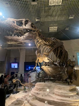 国立科学博物館に投稿された画像（2024/4/8）