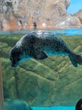 しながわ水族館に投稿された画像（2024/4/8）