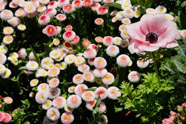 浜名湖花博2024に投稿された画像（2024/4/8）