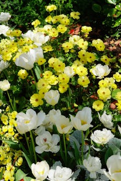 浜名湖花博2024に投稿された画像（2024/4/8）