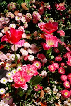 浜名湖花博2024に投稿された画像（2024/4/8）