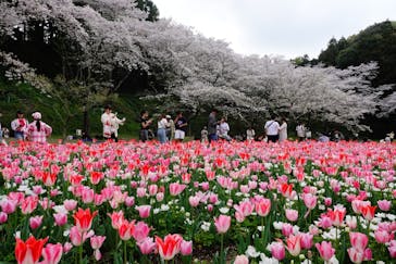 浜名湖花博2024に投稿された画像（2024/4/8）