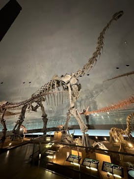 福井県立恐竜博物館に投稿された画像（2024/4/8）
