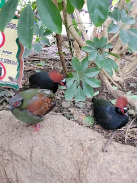 神戸どうぶつ王国に投稿された画像（2024/4/8）