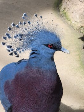 神戸どうぶつ王国に投稿された画像（2024/4/8）