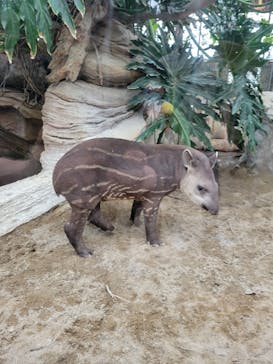 神戸どうぶつ王国に投稿された画像（2024/4/8）