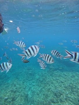 沖縄マリンサービス碧に投稿された画像（2024/4/8）