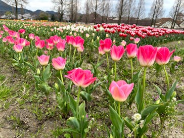 滋賀農業公園ブルーメの丘に投稿された画像（2024/4/8）