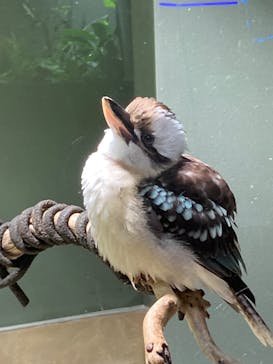 カワスイ 川崎⽔族館に投稿された画像（2024/4/8）