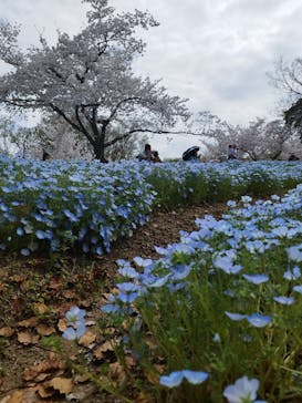 万博記念公園に投稿された画像（2024/4/8）