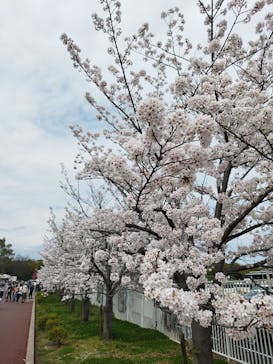 万博記念公園に投稿された画像（2024/4/8）