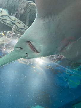 マクセル アクアパーク品川に投稿された画像（2024/4/8）