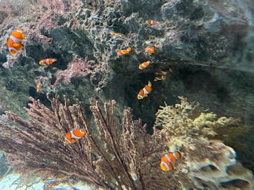 マクセル アクアパーク品川に投稿された画像（2024/4/8）