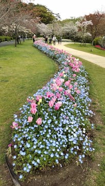 浜名湖花博2024に投稿された画像（2024/4/8）