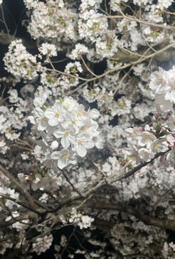 大阪城公園 西の丸庭園に投稿された画像（2024/4/8）