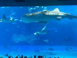 沖縄美ら海水族館に投稿された画像（2024/4/8）