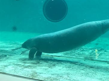 沖縄美ら海水族館に投稿された画像（2024/4/8）