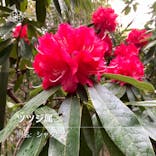 浜名湖花博2024に投稿された画像（2024/4/8）