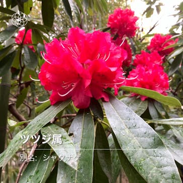 浜名湖花博2024に投稿された画像（2024/4/8）