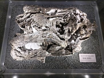 福井県立恐竜博物館に投稿された画像（2024/4/8）