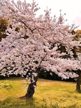 万博記念公園に投稿された画像（2024/4/8）