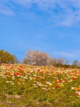 万博記念公園に投稿された画像（2024/4/8）