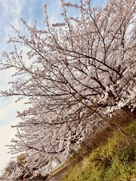 万博記念公園に投稿された画像（2024/4/8）