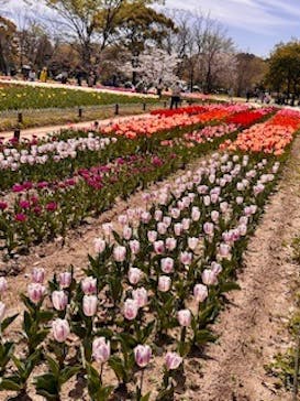 万博記念公園に投稿された画像（2024/4/8）