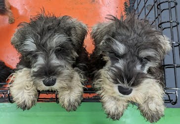 つくばわんわんランドに投稿された画像（2024/4/7）