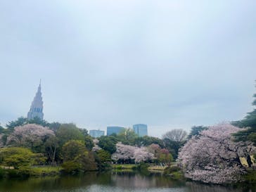 新宿御苑に投稿された画像（2024/4/8）