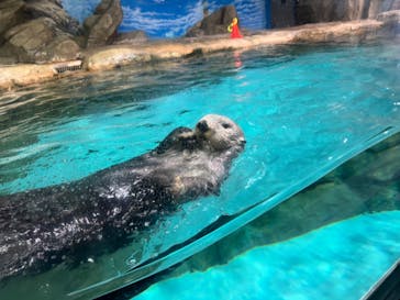 マリンワールド海の中道に投稿された画像（2024/4/8）