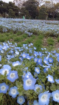 浜名湖花博2024に投稿された画像（2024/4/8）